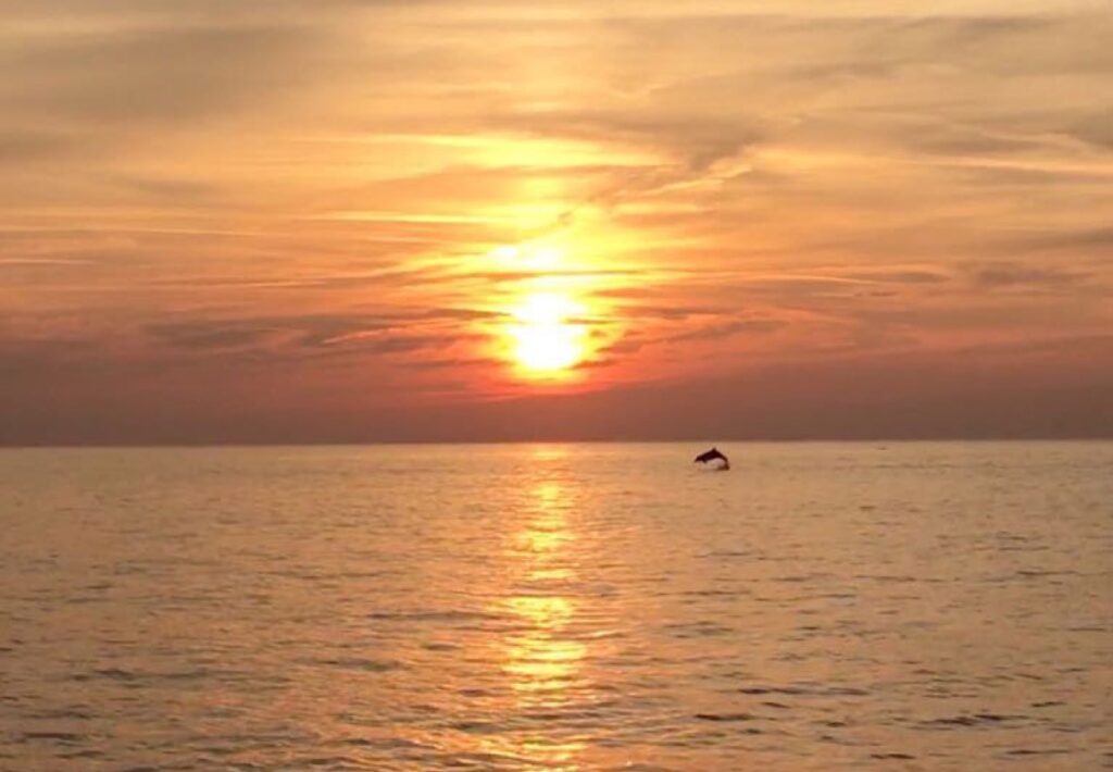 dolphin-tour-brijuni-01