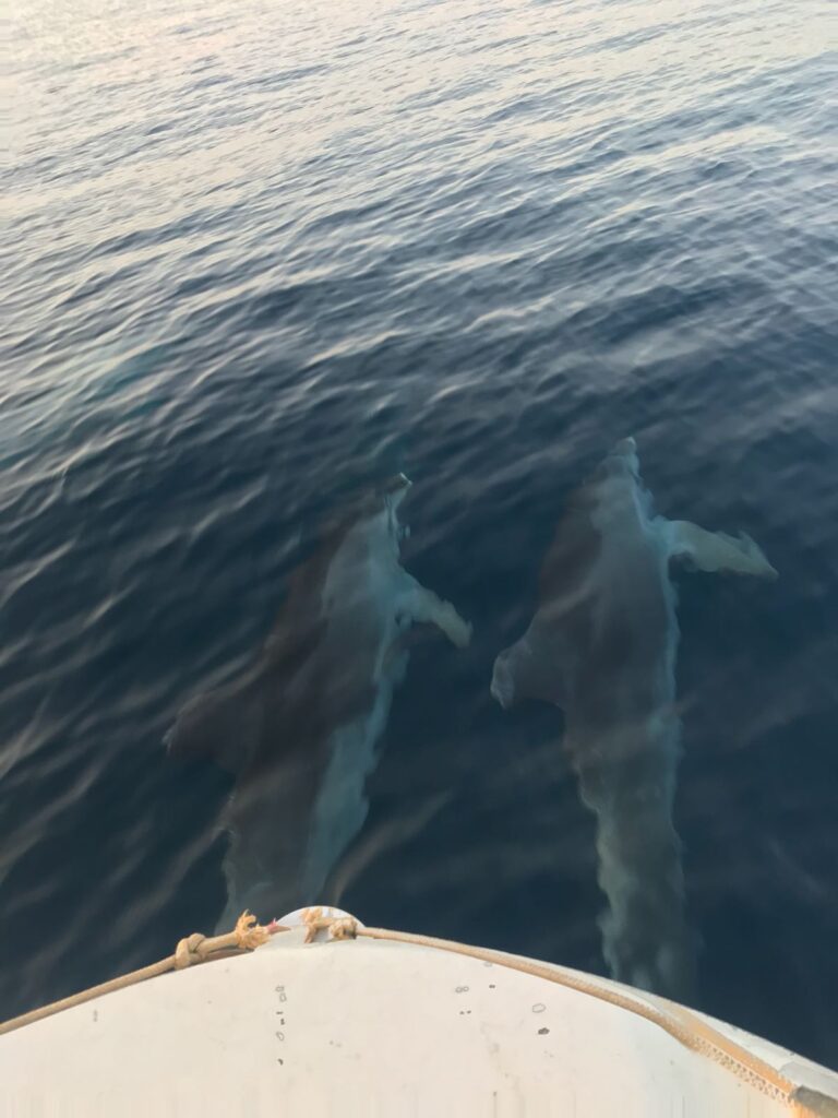 dolphin-tour-brijuni-04