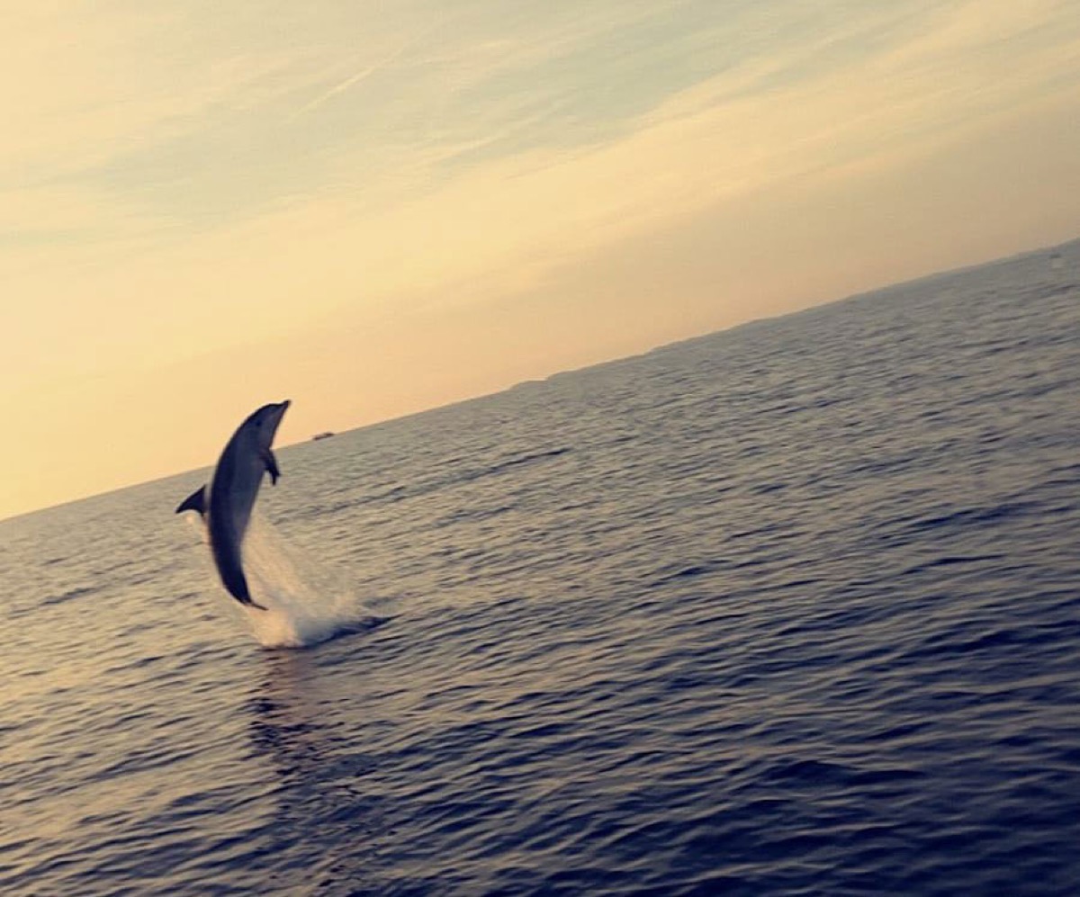 Private Speed Boat tour from Fažana: Private sunset dolphin tour