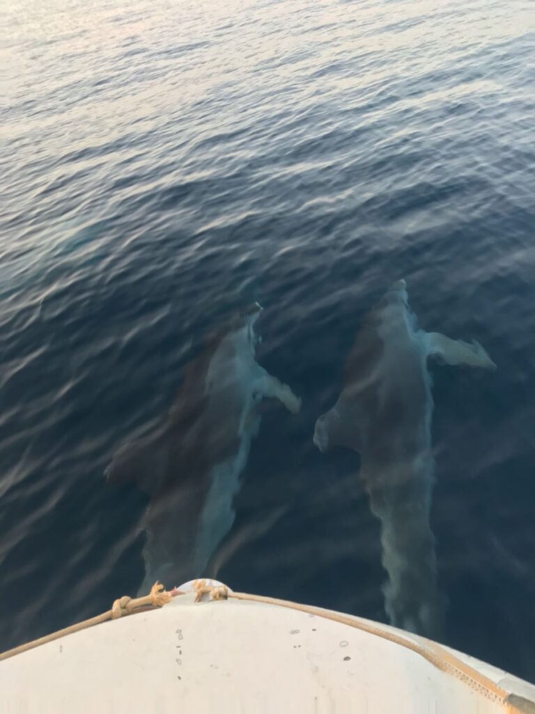 teo-boat-dolphin-tour-brijuni-02