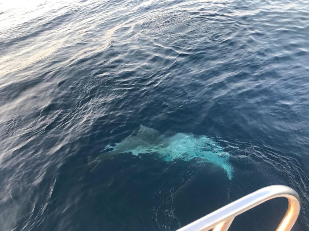 teo-boat-dolphin-tour-brijuni-03